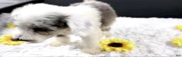 Mini Aussiedoodle dogs for sale: Boots - Ad 2