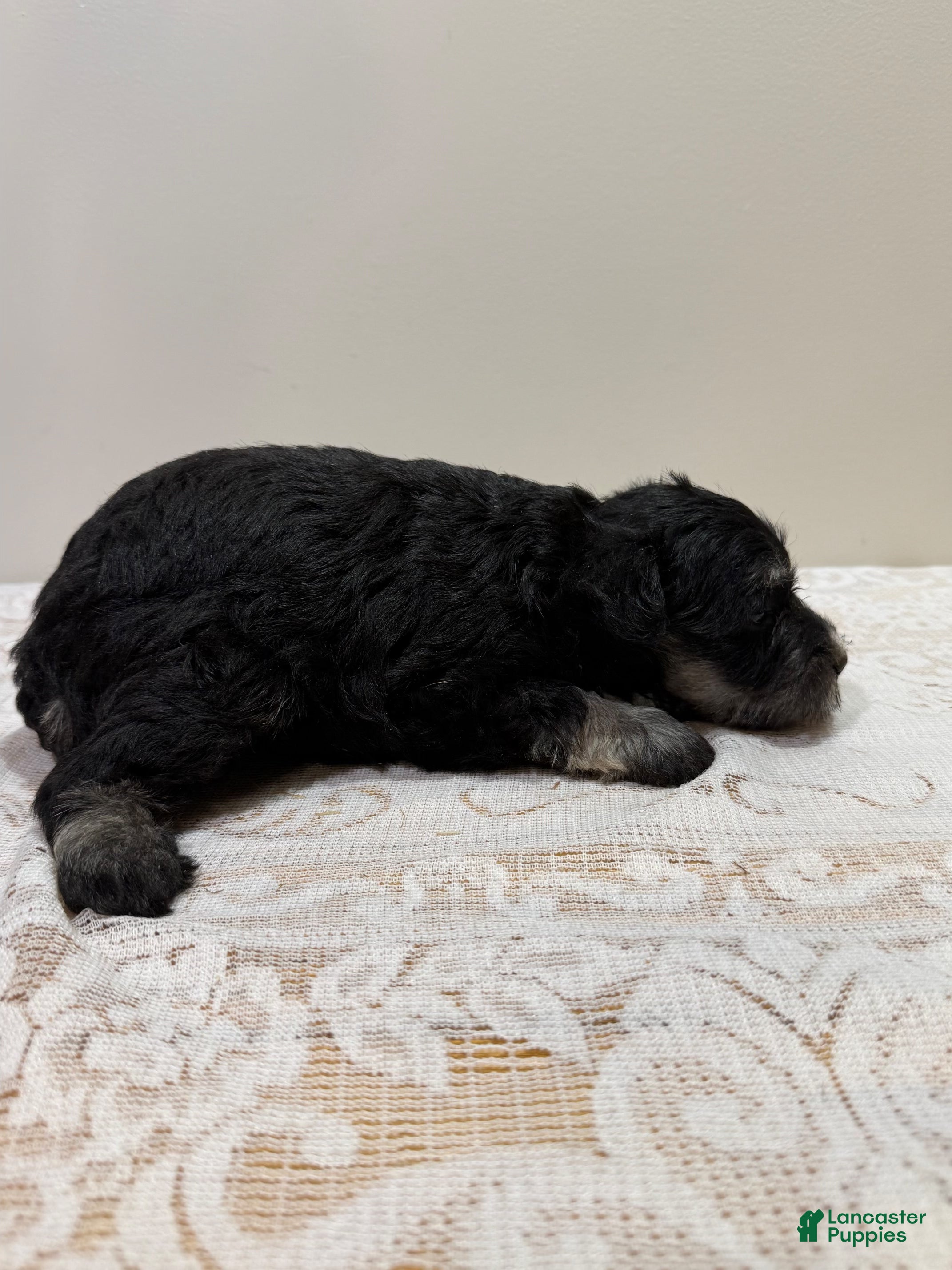 Miniature Schnauzer dogs Fluffy Miniature Schnauzer  - Ad 2
