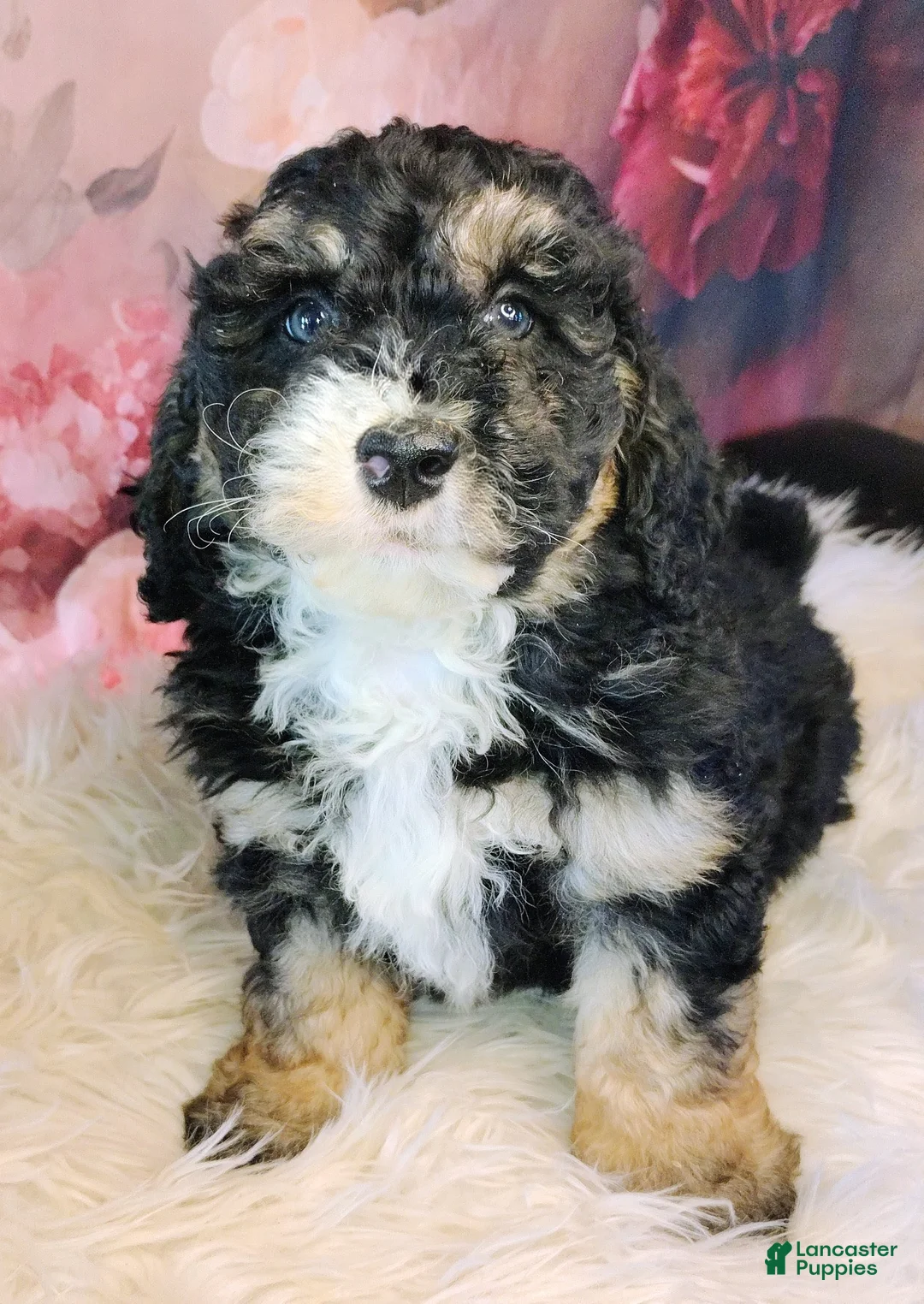 Saint Berdoodles dogs for sale: Frodo F1b Mini St Berdoodle  - Ad 2