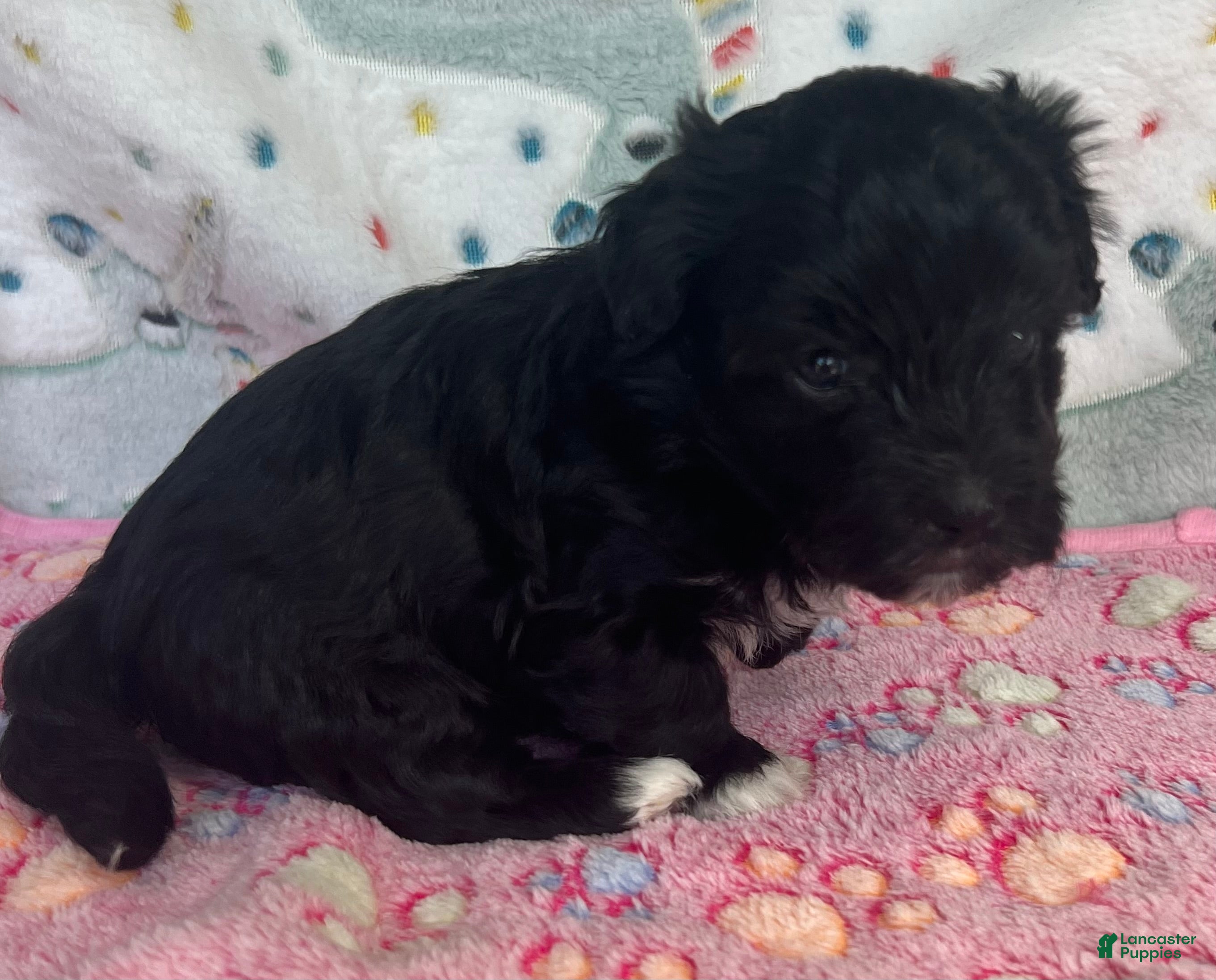 Havanese dogs Winston - Ad 2
