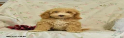 Mini Goldendoodle dogs for sale: Mabel - Ad 5