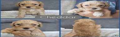 Cheddar
