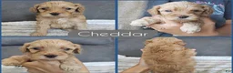 Cockapoo dogs for sale: Cheddar - Ad 1