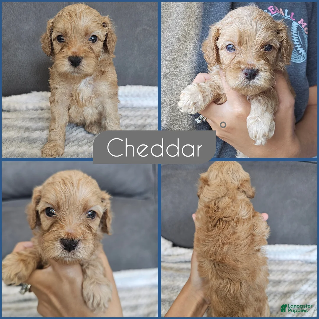 Cockapoo dogs for sale: Cheddar - Ad 1