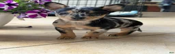 Chihuahua dogs for sale: Venus - Ad 1