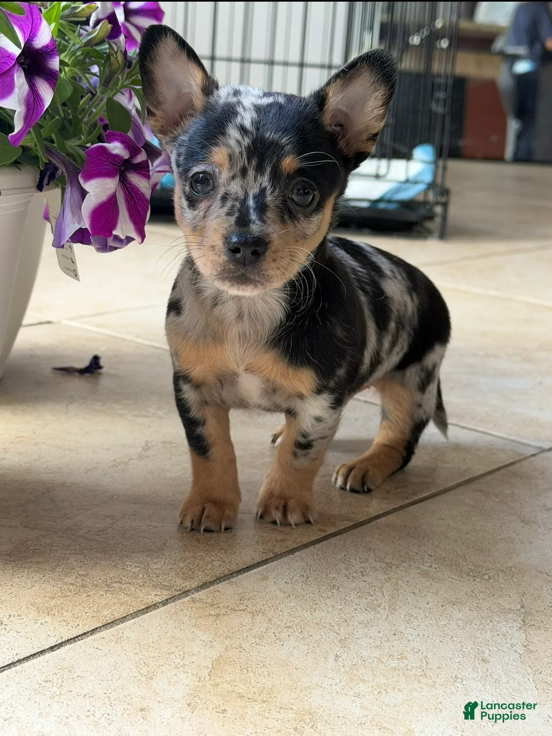 Chihuahua dogs for sale: Venus - Ad 1
