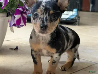 Chihuahua dogs Venus - Ad 5