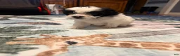 Mixed Breed dogs for sale: Six Seven - Ad 4