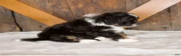 Mini Bernedoodle dogs for sale: Bandit - Ad 7