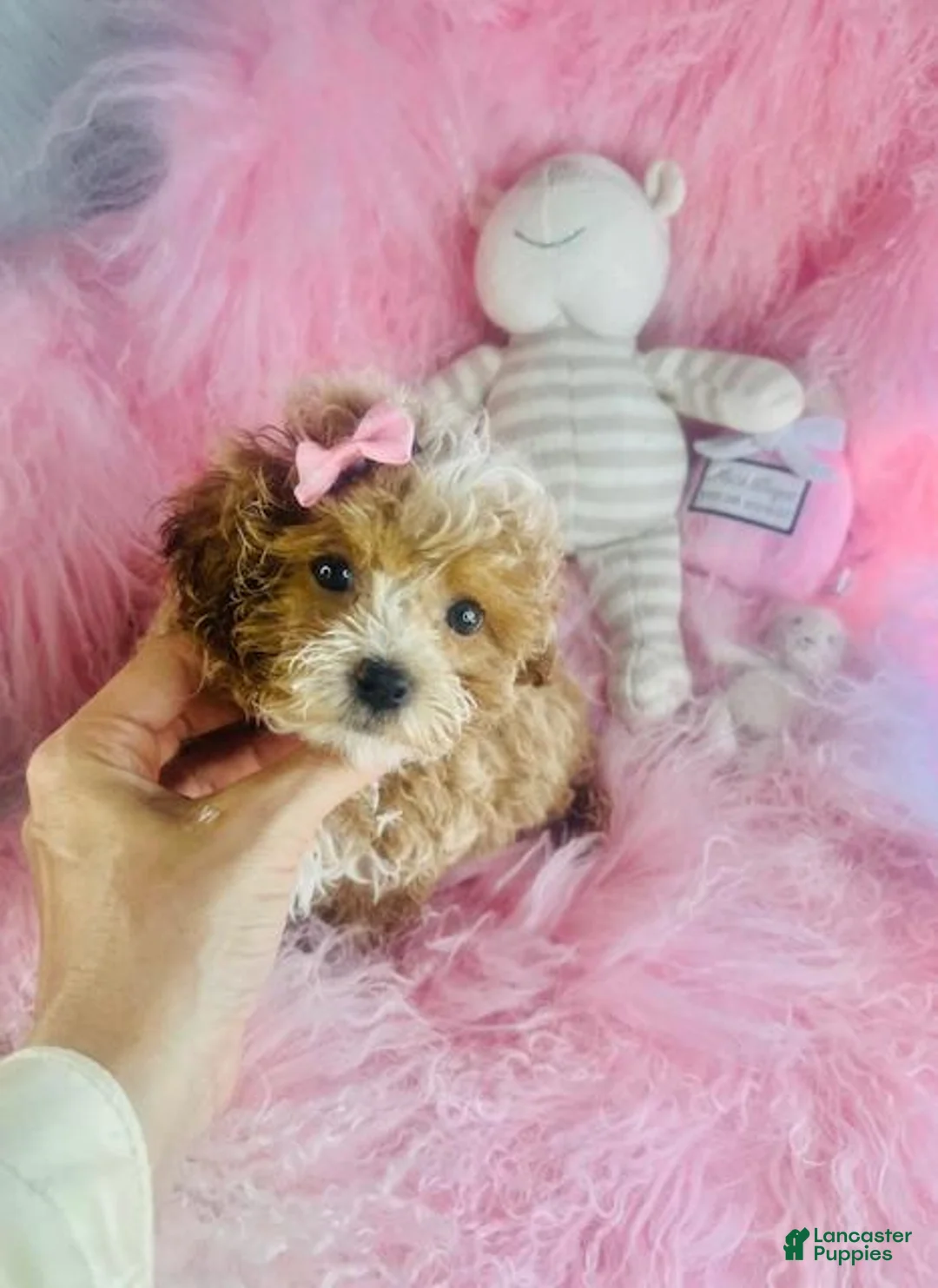 Cavapoo dogs for sale: Cavapoo 1 - Ad 1
