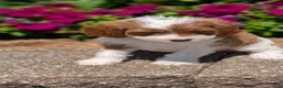 Cavapoo dogs for sale: Rena - Ad 8