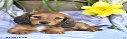Miniature Dachshund dogs for sale: Dallas - Ad 4