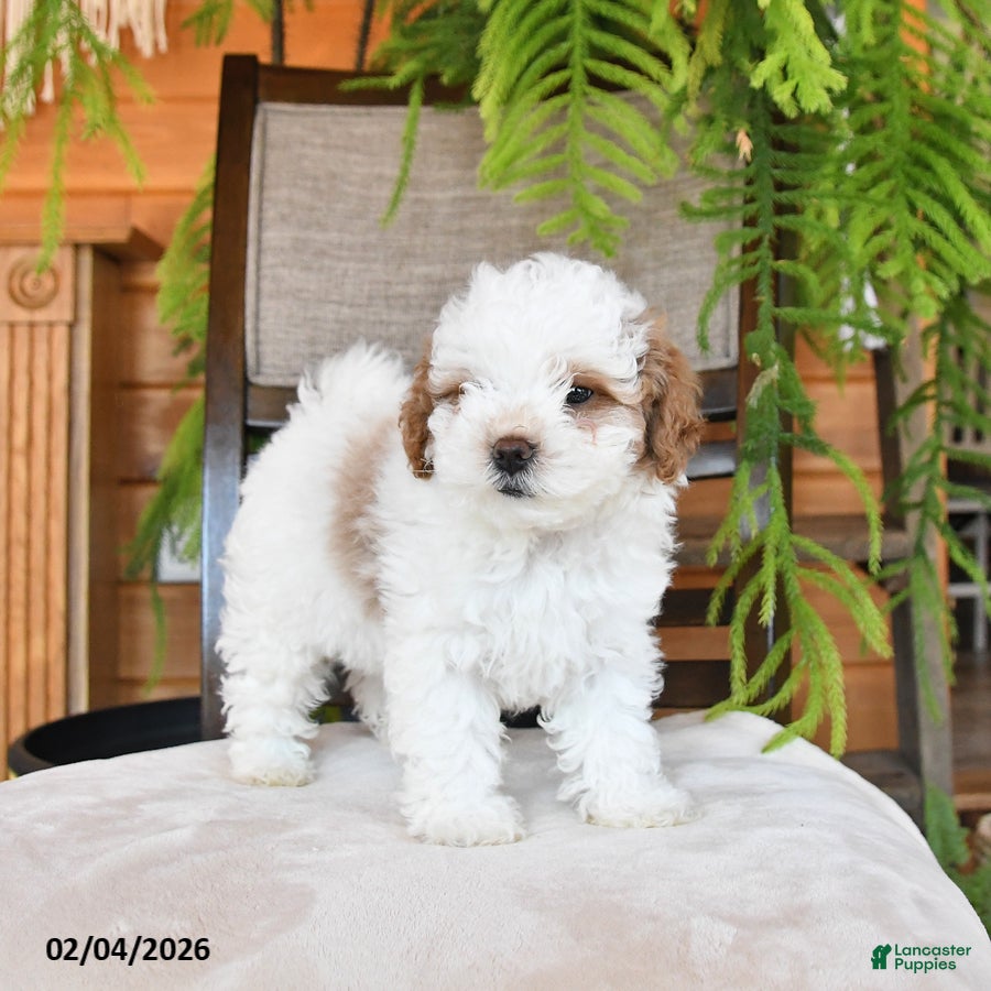 Maltipoo dogs Jewel - Ad 10