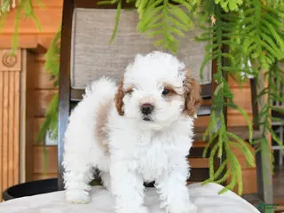 Maltipoo dogs Jewel - Ad 10