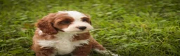 Cavapoo dogs for sale: Bella Cavapoo  - Ad 9