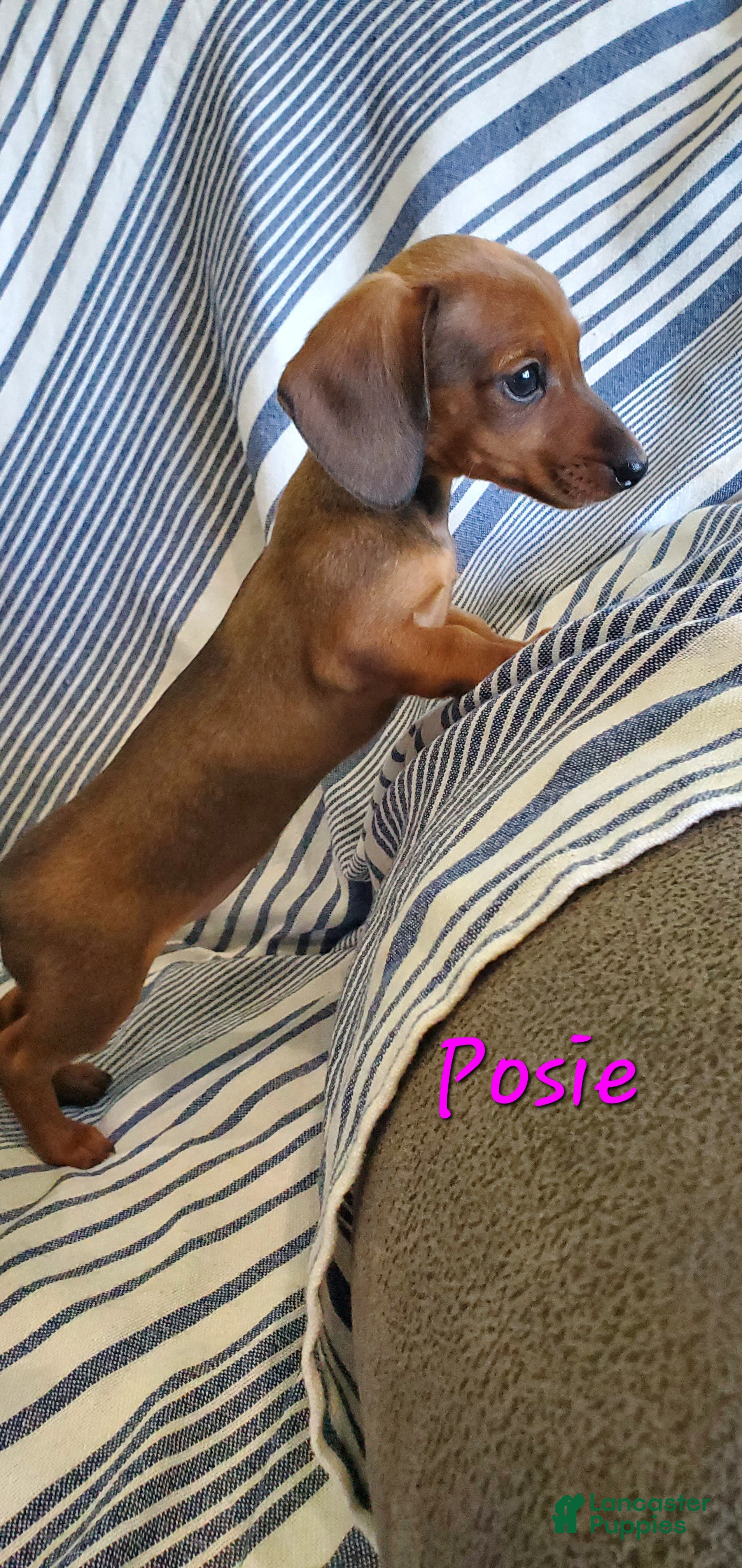 Miniature Dachshund dogs for sale: Posie - Ad 2