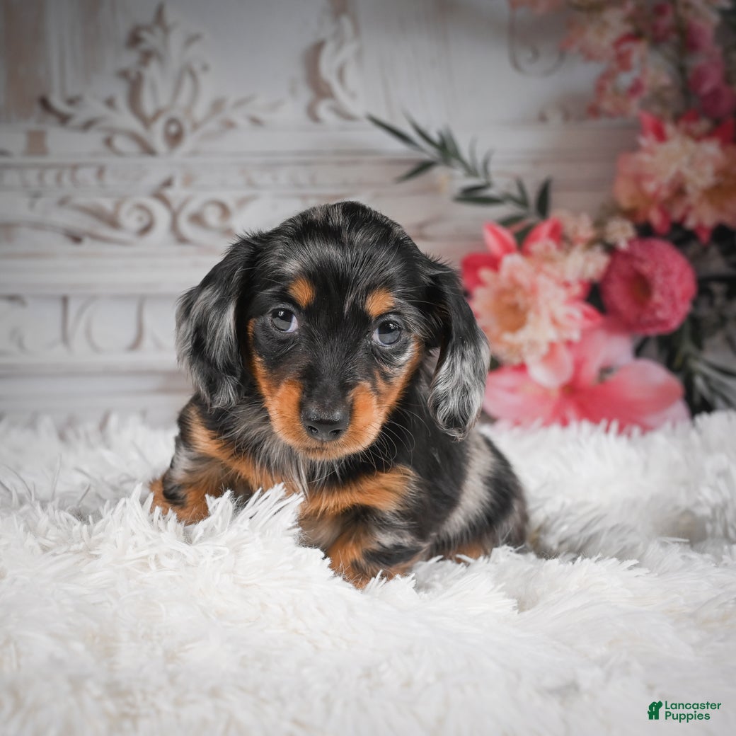 Miniature Dachshund dogs AKC-Riena - Ad 2