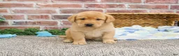 Labrador Retriever dogs for sale: Will - Ad 4
