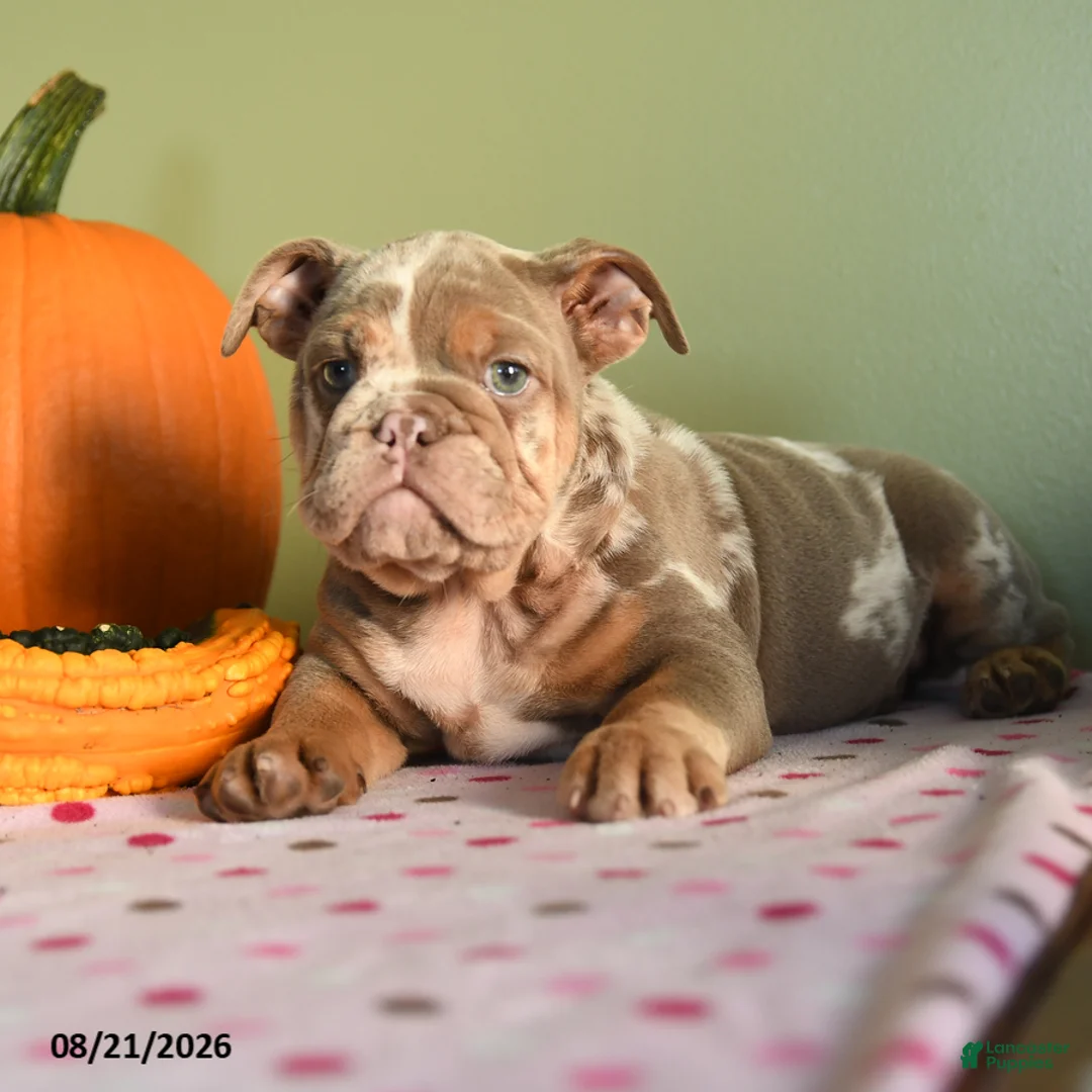 English Bulldog dogs for sale: Margret - Ad 2