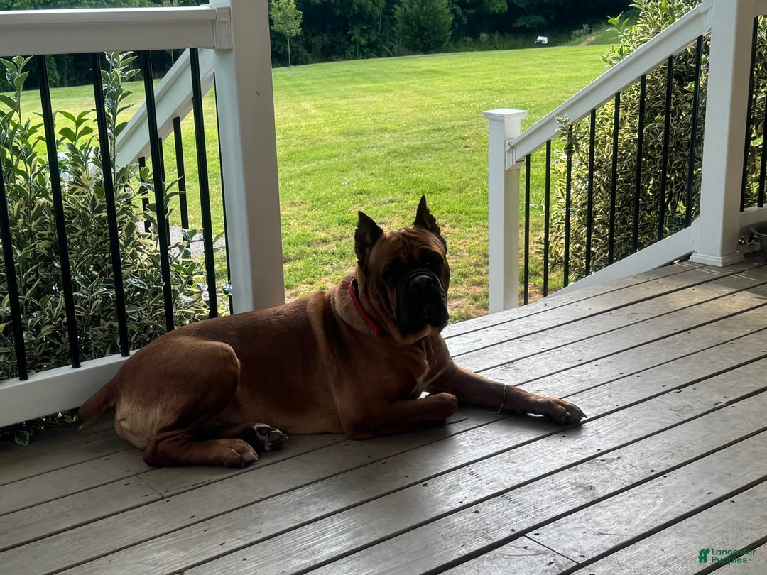 Gallery Image {{count}}