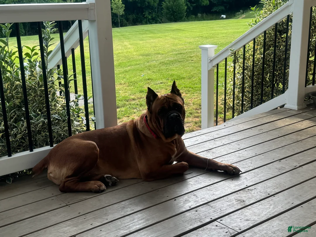 Gallery Image {{count}}