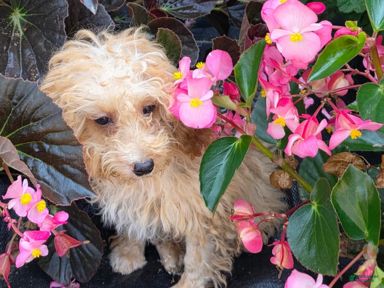 Mini Goldendoodle dogs Russel - Ad 32