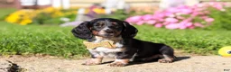 Dachshund dogs for sale: Daisy - Ad 4