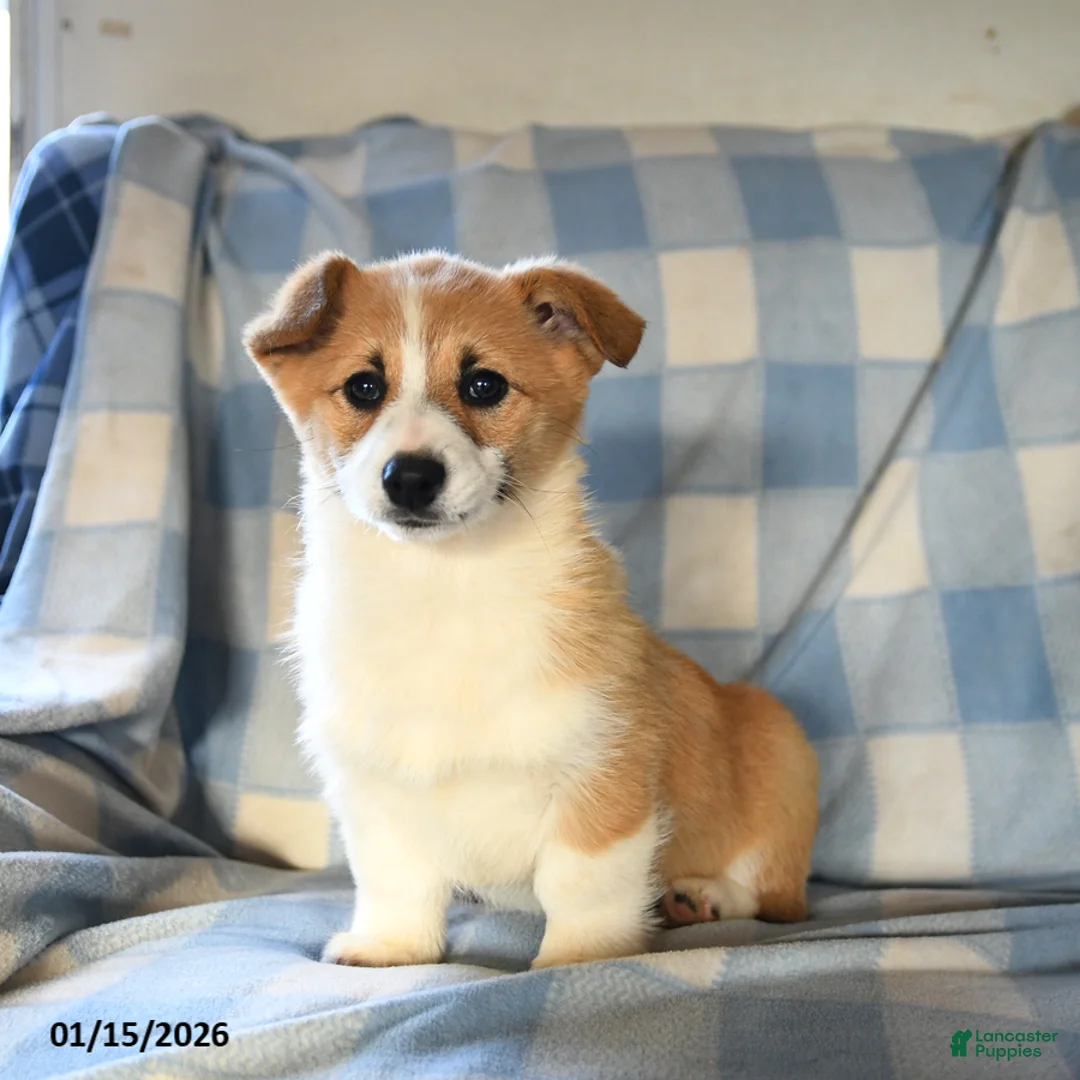 Welsh Corgi Pembroke dogs for sale: Melody  - Ad 3