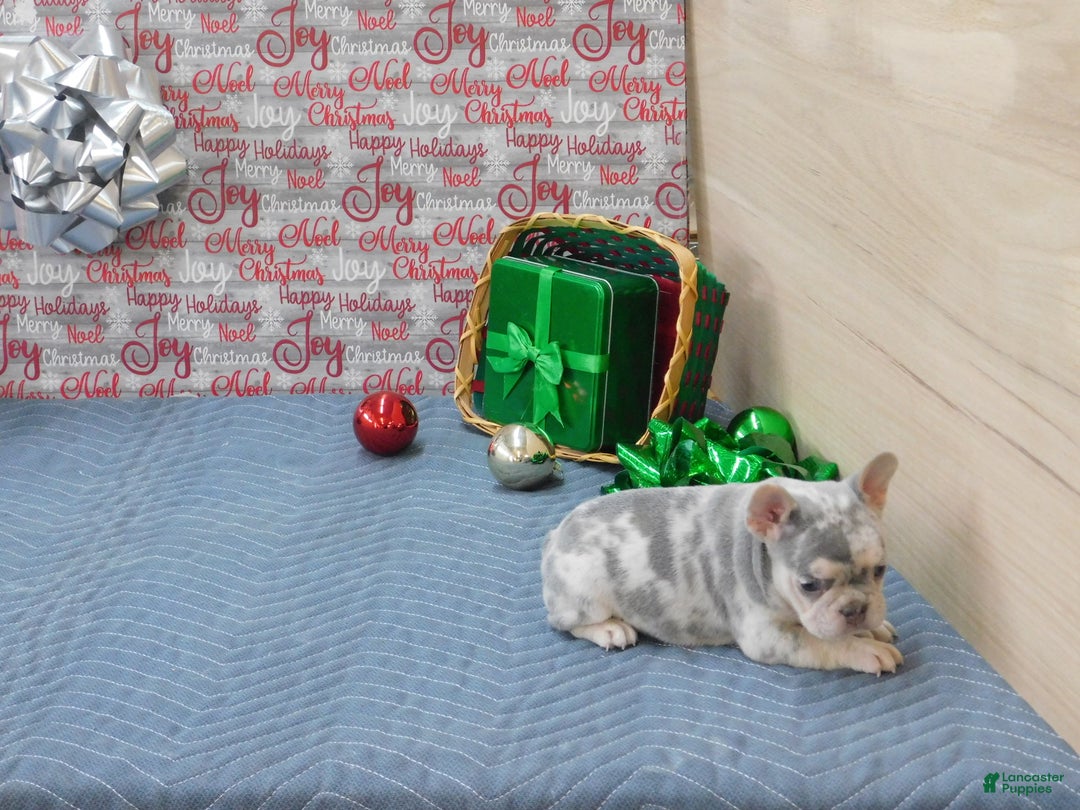 French Bulldog dogs for sale: BEAR - Ad 3