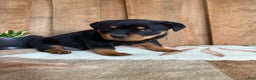 Rottweiler dogs for sale: Logan - Ad 15