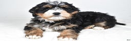 Mini Bernedoodle dogs for sale: Abigail - Ad 2