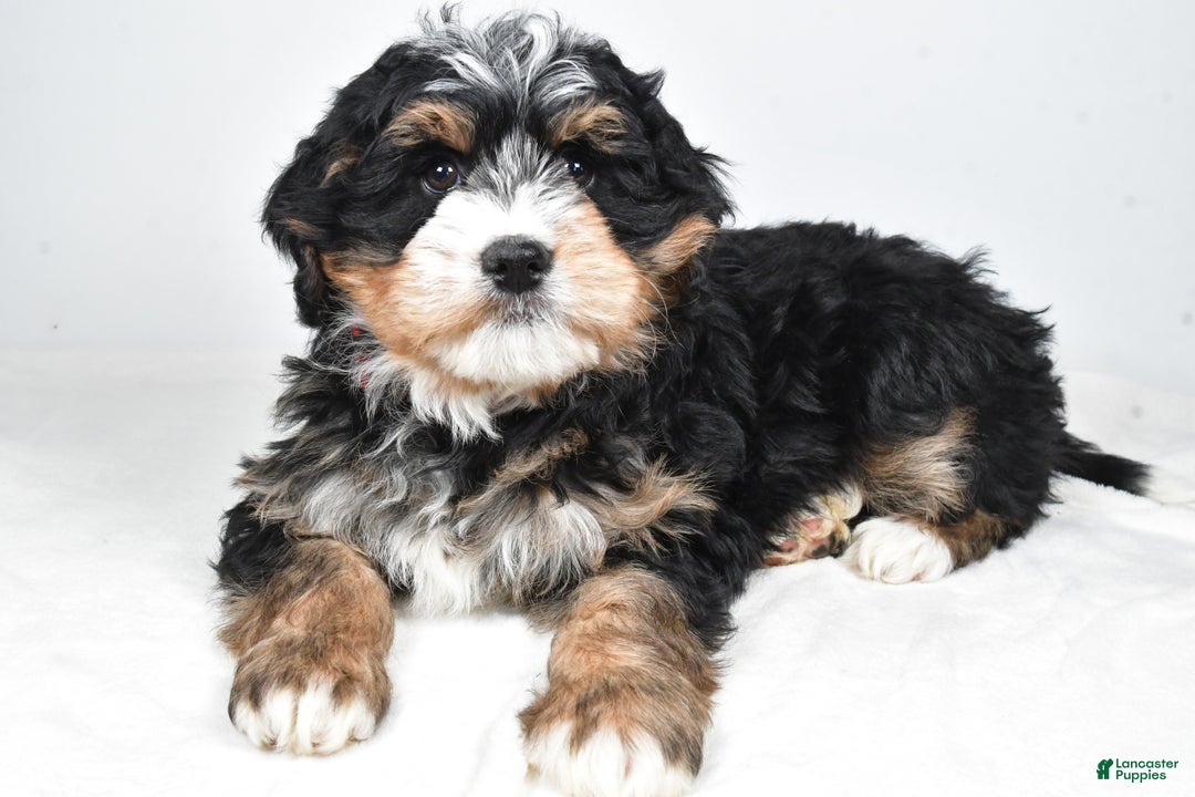 Mini Bernedoodle dogs for sale: Abigail - Ad 2