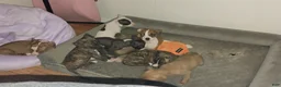 American Pit Bull Terrier dogs for sale: American Pit Bull Terrier 4 - Ad 1