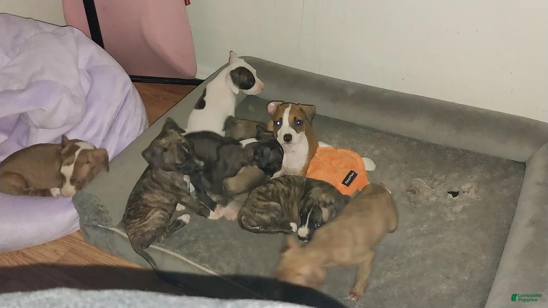 American Pit Bull Terrier dogs for sale: American Pit Bull Terrier 4 - Ad 1