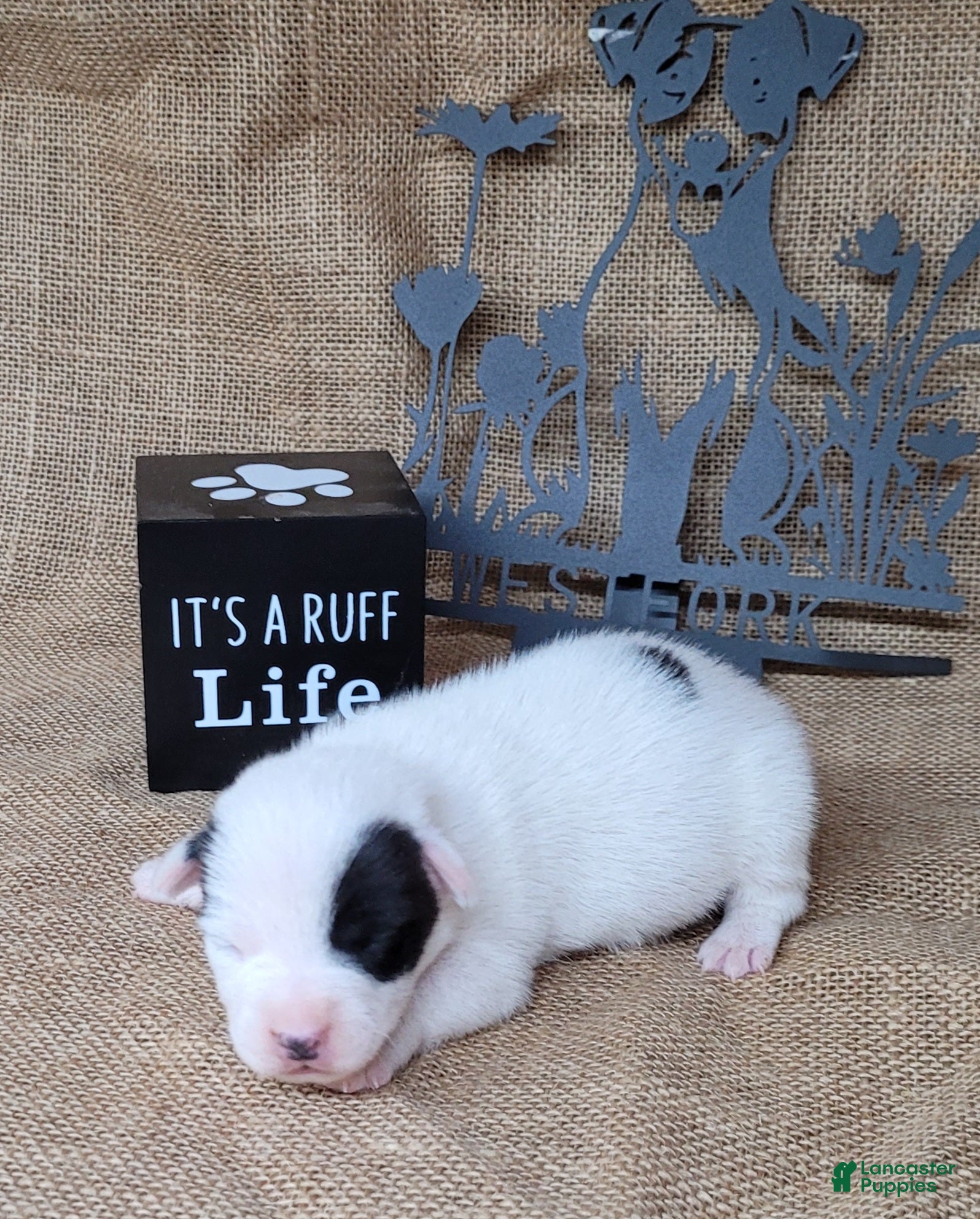 Jack Russell Terrier dogs Prince JRT purebred DELIVERY AVAILABLE  - Ad 15