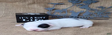 Prince JRT purebred DELIVERY AVAILABLE 