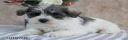 Miniature Schnauzer dogs for sale: Pepper - Ad 4