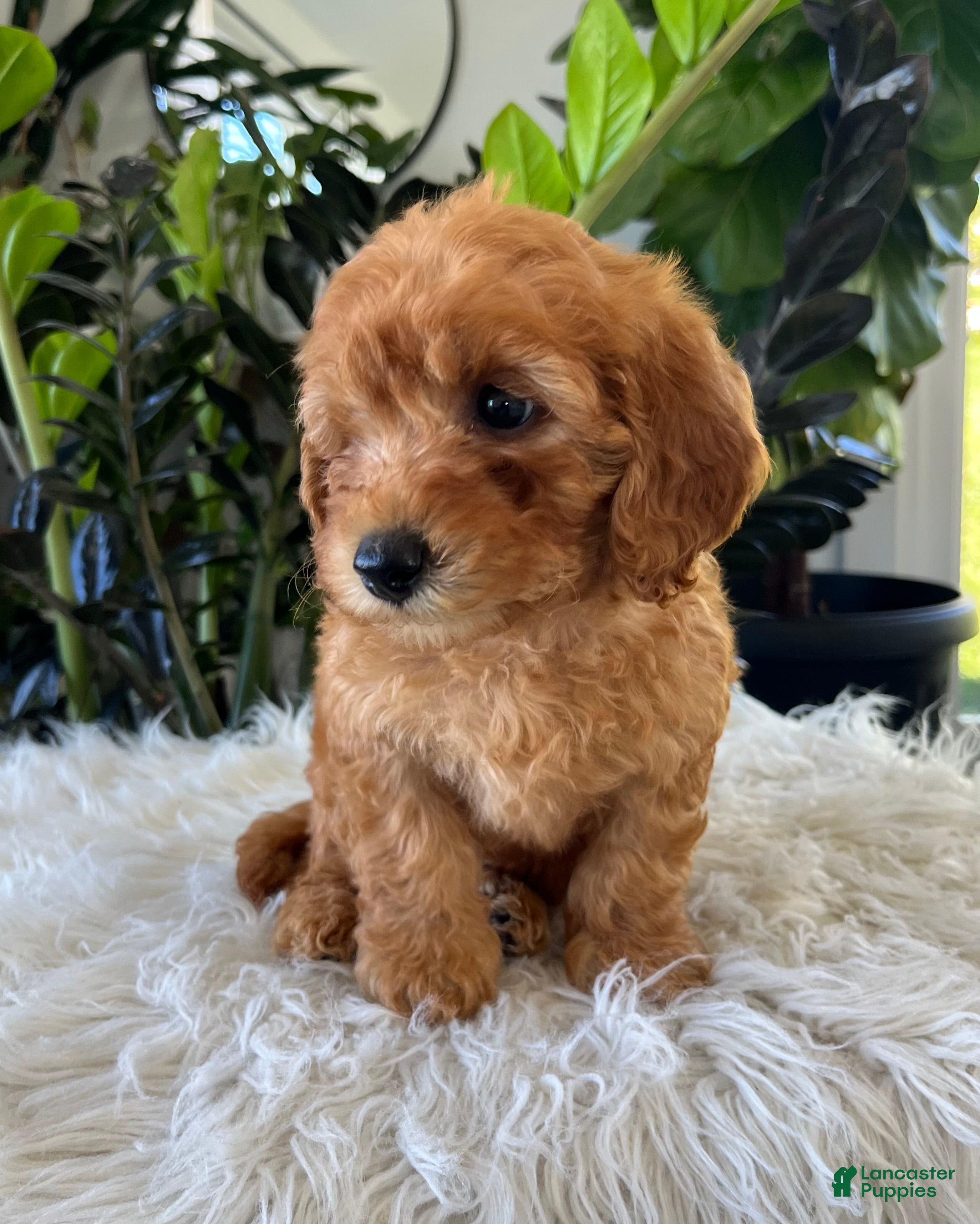 Mini Goldendoodle dogs Diego - Ad 2