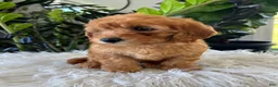 Mini Goldendoodle dogs for sale: Diego - Ad 2