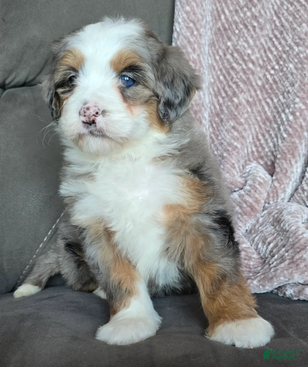 Mini Bernedoodle dogs for sale: Mini Oakley - Ad 7