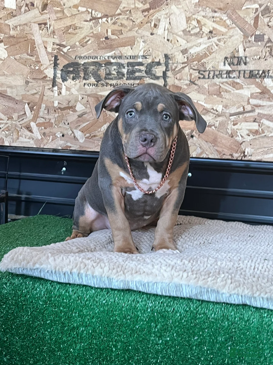 American Bully dogs for sale: Elsa - Ad 5