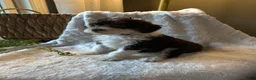 Mini Bernedoodle dogs for sale: Ivy - Ad 6
