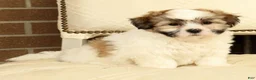 Shih Tzu dogs for sale: Brett - Ad 2