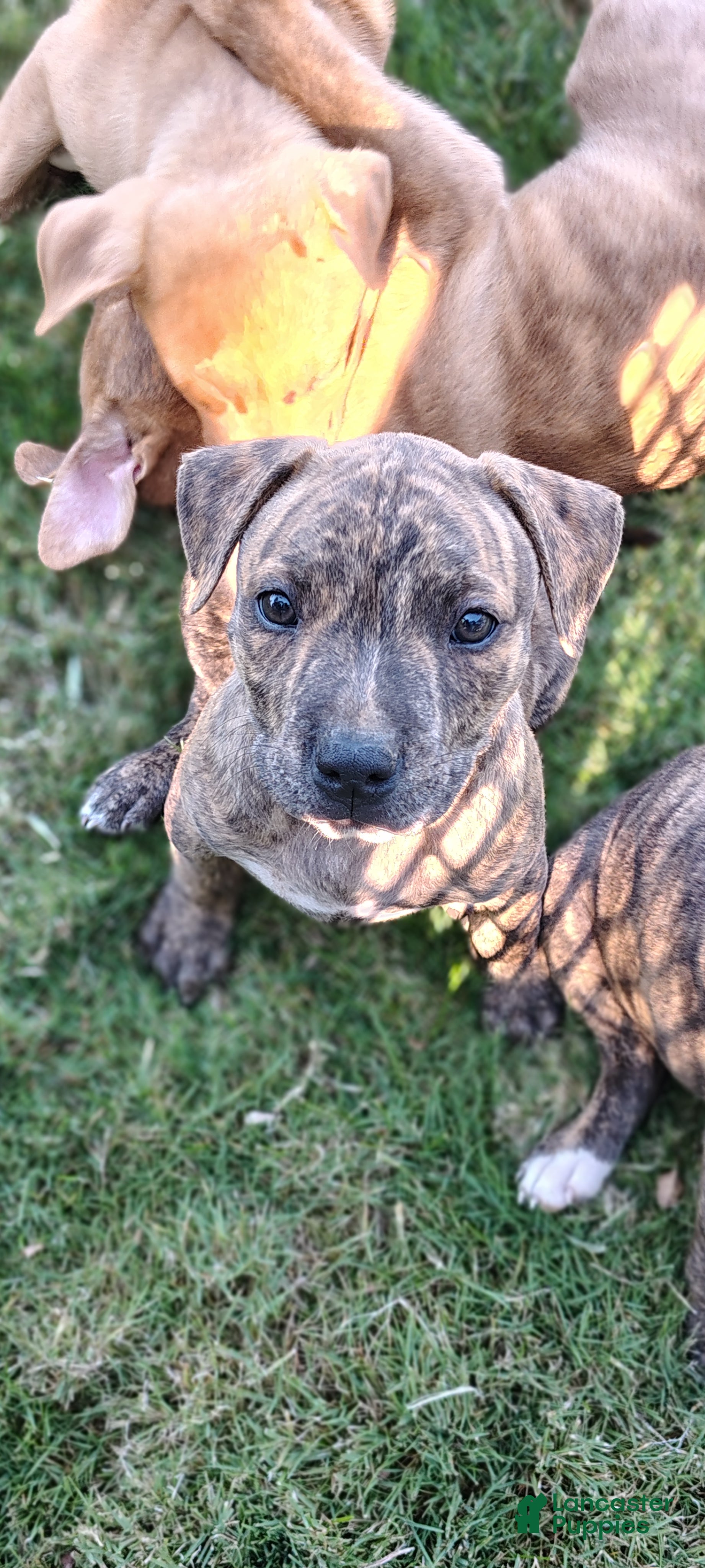 American Pit Bull Terrier dogs for sale: American Pit Bull Terrier 3 - Ad 3