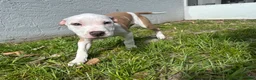 American Staffordshire Terrier dogs for sale: American Staffordshire Terrier Puppy 2 - Ad 3