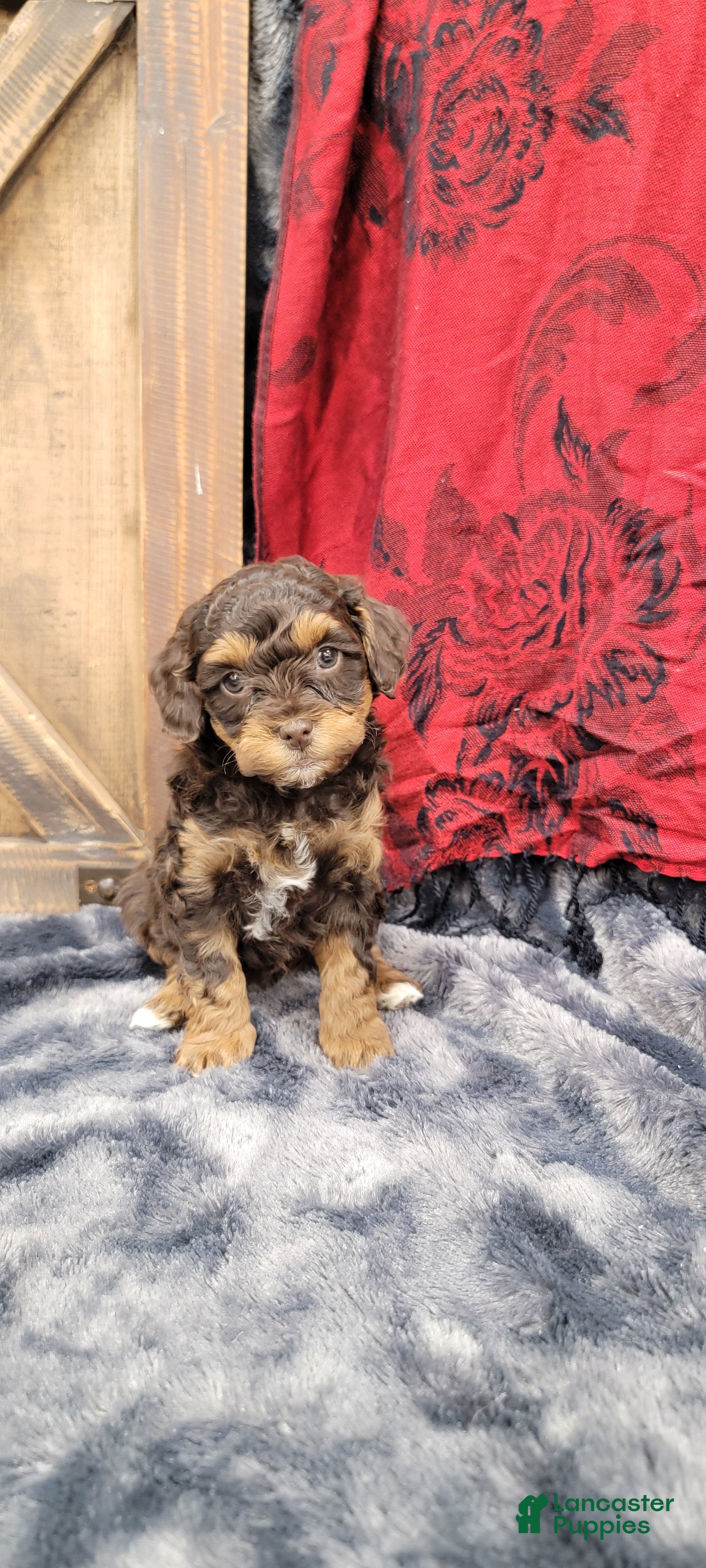 Cockapoo dogs Star - Ad 1