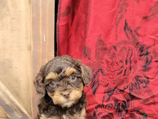 Cockapoo dogs for sale: Star - Ad 1