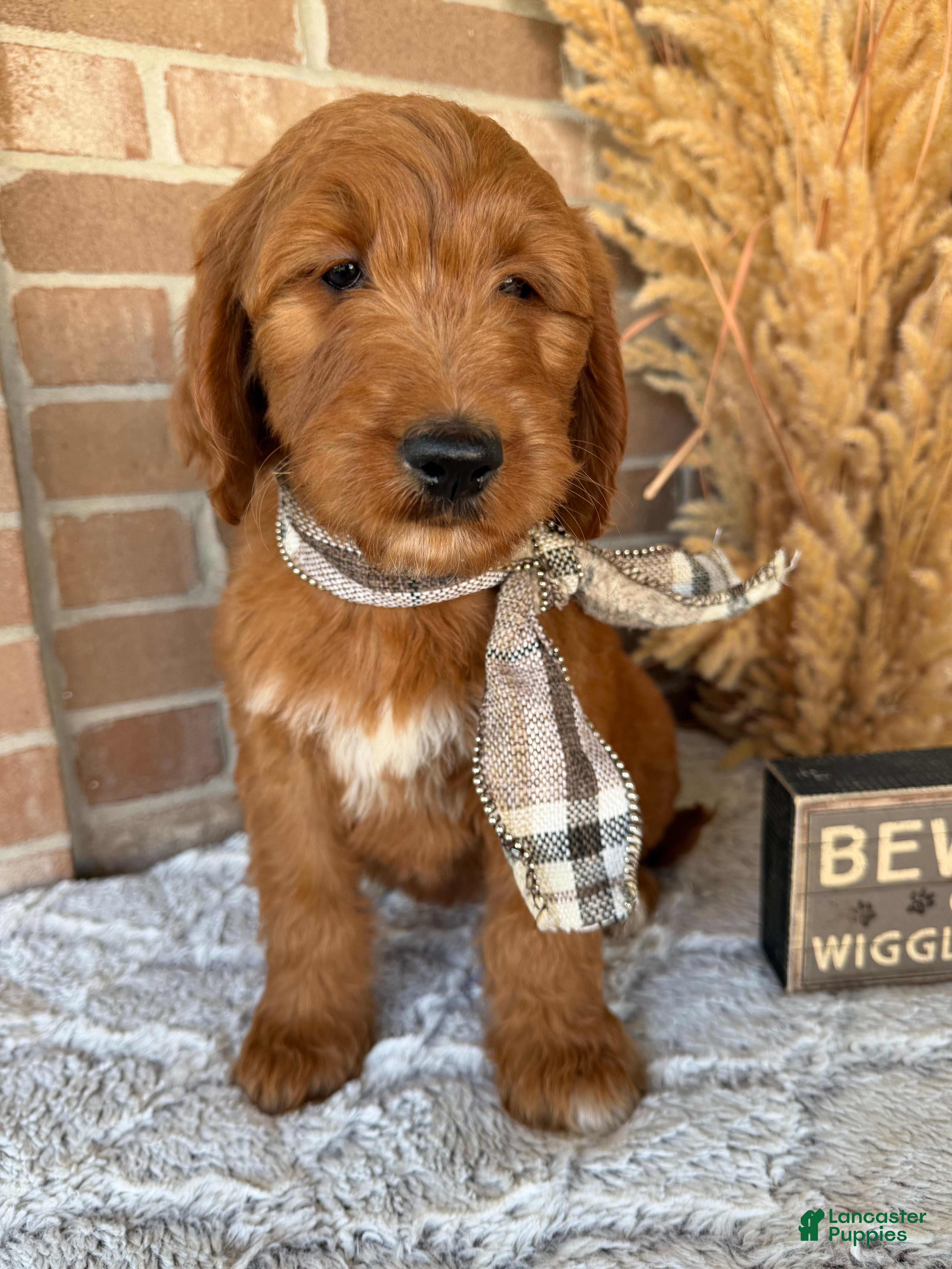 Goldendoodle dogs MOCHA  - Ad 2