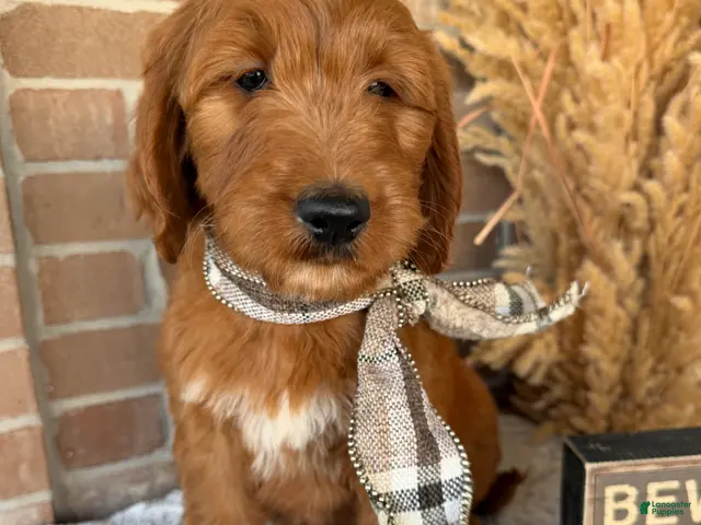 Goldendoodle dogs MOCHA - Ad 2