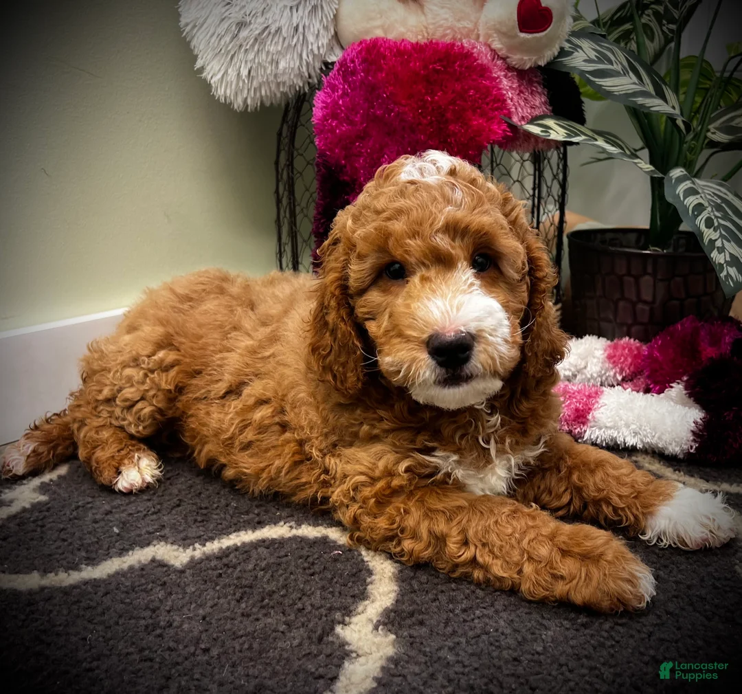 Mini Goldendoodle dogs for sale: Bravo (Miniature Boy) - Ad 4